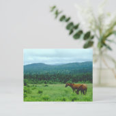 山を背景に牧馬 ポストカード (スタンド正面)