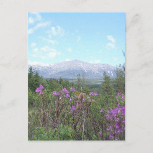 山カタディンと野生の花 ポストカード
