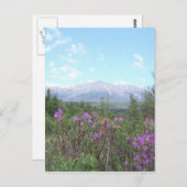 山カターディンと野生の花 ポストカード (正面/裏面)