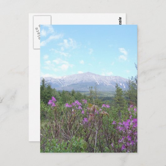 山カターディンと野生の花 ポストカード (正面/裏面)
