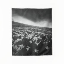 山ゴリカの水仙、スロベニア