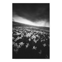 山ゴリカの水仙、スロベニア