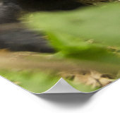 山ゴリラ、若い大人 ポスター (角)