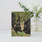 山ゴリラ、若い大人 ポストカード (スタンド正面)