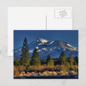 山シャスタパインターリー ポストカード (正面/裏面)