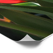 山バーノンエステートチューリップ ポスター (角)