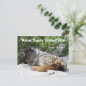 山ライニエ国立公園ホーリーマーモト写真 ポストカード (スタンド正面)