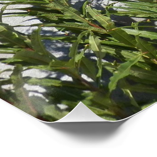 山レイニアとワイルドフラワーフォト光沢 ポスター (コーナー)