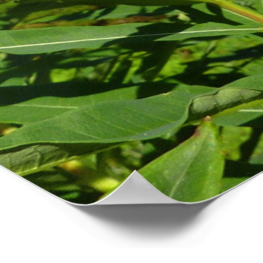 山レイニアの花の間パープルフロックス ポスター (角)