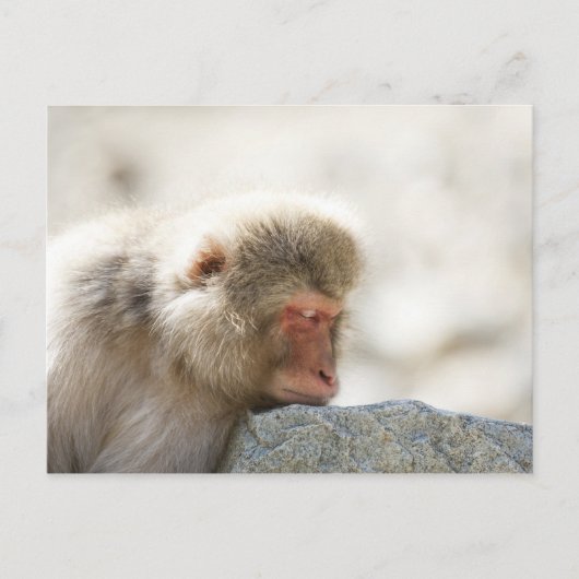 山内, 中部地方, 長野県, 日本 ポストカード (正面)