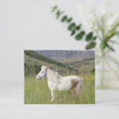 山実在に乗る小型の馬 ポストカード (スタンド正面)