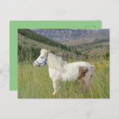 山実在に乗る小型の馬 ポストカード (正面/裏面)