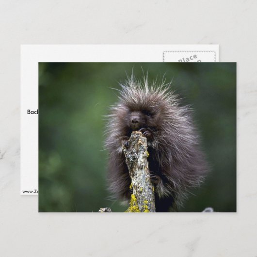 山嵐の子 ポストカード (正面/裏面)