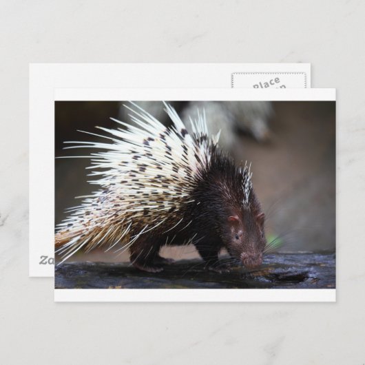 山嵐 ポストカード (正面/裏面)