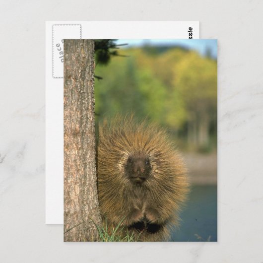 山嵐 ポストカード (正面/裏面)