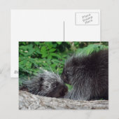 山嵐 – 母とベビー ポストカード (正面/裏面)