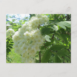 山灰の花のポストカード ポストカード