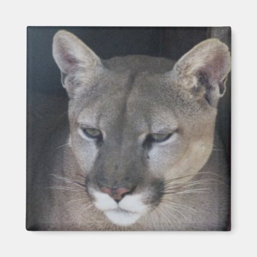 山獅子 マグネット (正面)