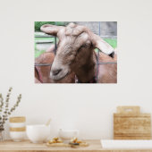 山羊を門に向かって砂浜に乗せる ポスター (キッチン)