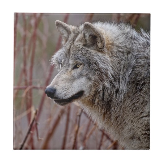 山羊 タイル (正面)