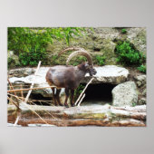 山羊 ポスター (正面)