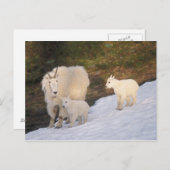 山羊 ポストカード (正面/裏面)