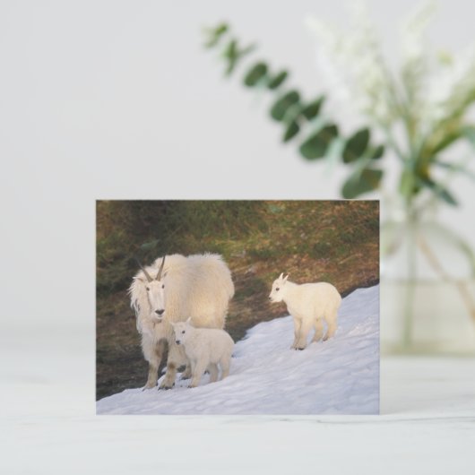 山羊 ポストカード (スタンド正面)