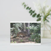 山羊 ポストカード (スタンド正面)