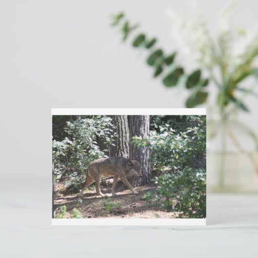 山羊 ポストカード (スタンド正面)