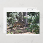 山羊 ポストカード (正面/裏面)