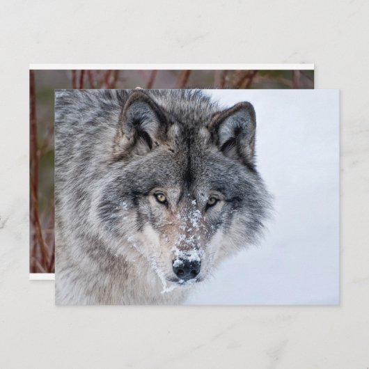 山羊 ポストカード (正面/裏面)