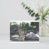 山羊 ポストカード (スタンド正面)