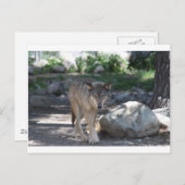 山羊 ポストカード (正面/裏面)