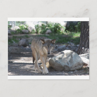 山羊 ポストカード