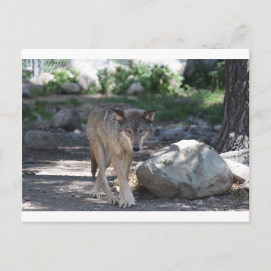 山羊 ポストカード (正面)