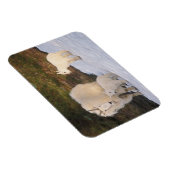 山羊 マグネット (右側)