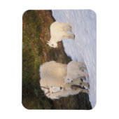 山羊 マグネット (縦)