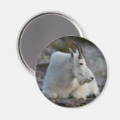 山羊 マグネット (正面/裏面)