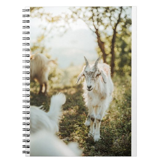 山羊・山羊(85) ノートブック (正面)