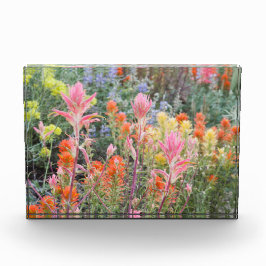 山脈バターミルクの野生の花 フォトブロック