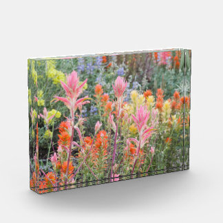 山脈バターミルクの野生の花 フォトブロック