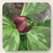 山花 コースター (正面)