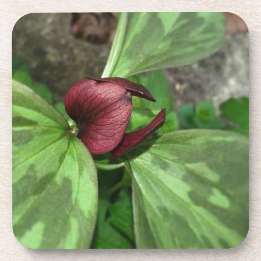 山花 コースター (正面)