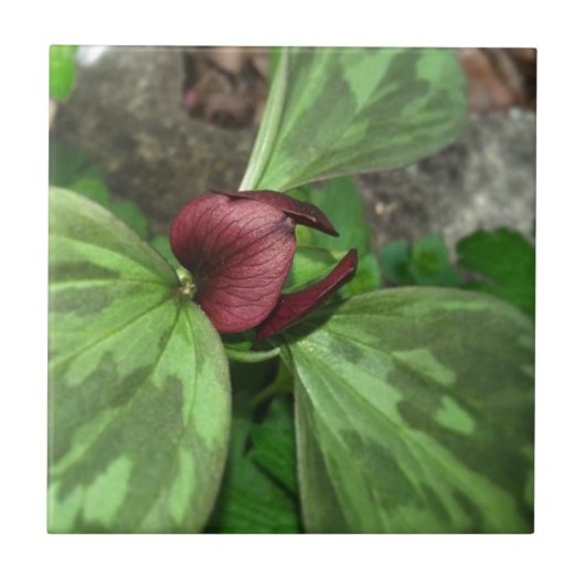 山花 タイル (正面)