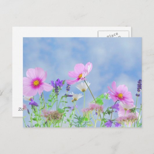 山花 ポストカード (正面/裏面)