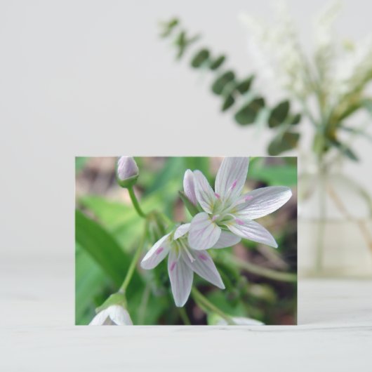 山花 ポストカード (スタンド正面)