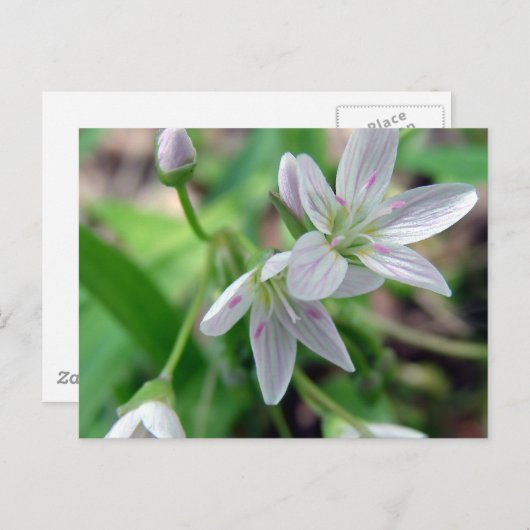 山花 ポストカード (正面/裏面)