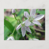 山花 ポストカード (正面)