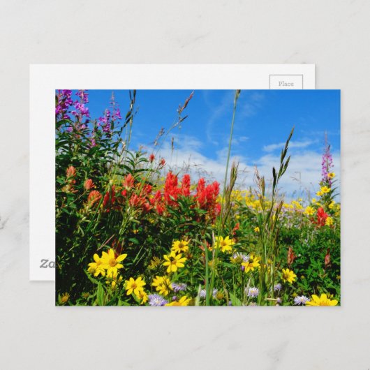 山花 ポストカード (正面/裏面)