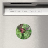 山花 マグネット (インサイチュ (食洗機))